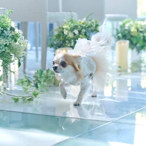 【ペット婚*挙式プラン◆30万円】わんlove Wedding