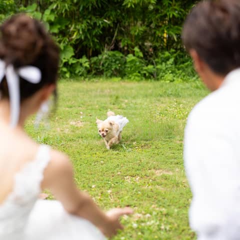 \他プラン併用可/大切な家族との結婚式が叶うペット婚PLAN