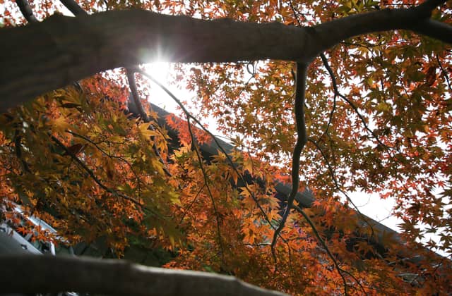 大國魂神社 結婚式