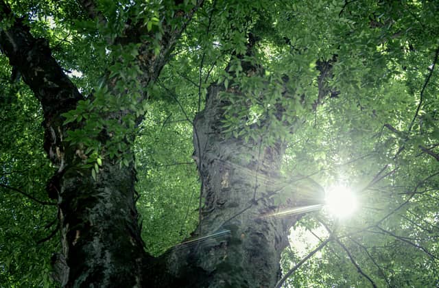 大國魂神社 結婚式