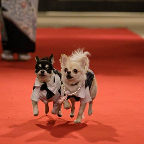 ペットと一緒に!ウェディングプラン