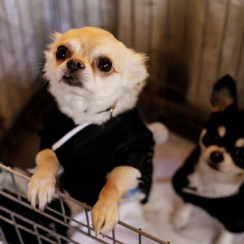 ペットと一緒に!ウェディングプラン