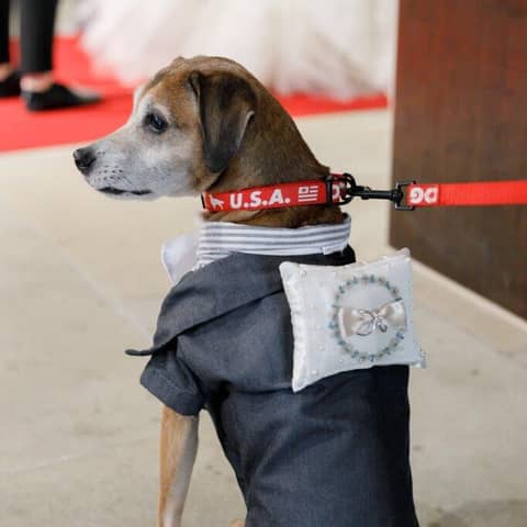 ペットと一緒に!ウェディングプラン