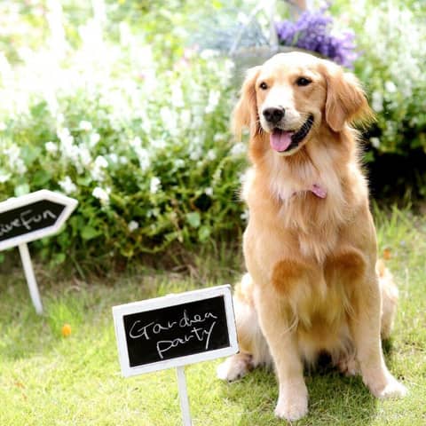 ペットと一緒に!ウェディングプラン