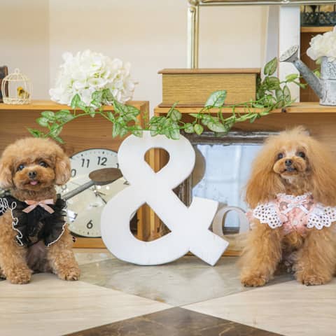 ペットも一緒に参加できるペット婚プラン