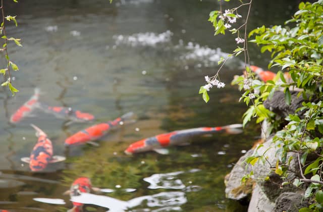 つきじ治作|東京都銀座の料亭結婚式・ウエディング
