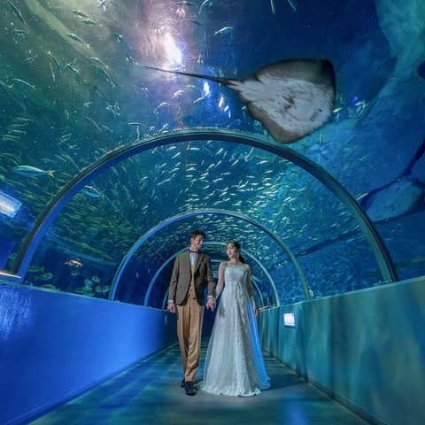 【2026年8月まで】挙式&水族館前撮り通常88万円→自己負担11万円