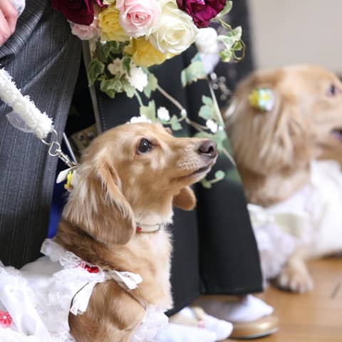 【公式】アンジュ・デ・ラヴィ|大阪府の結婚式場