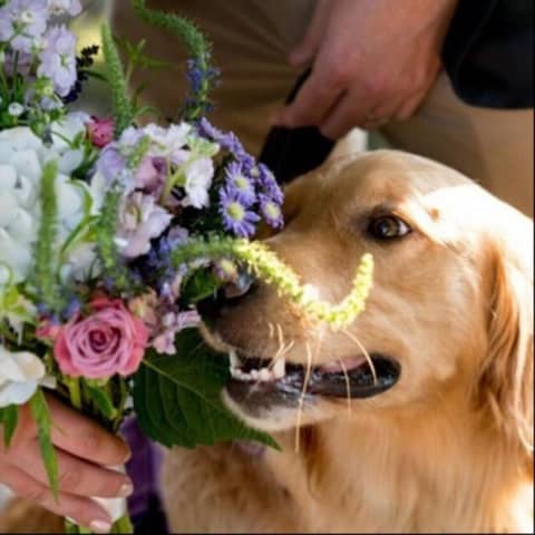 【大人気ペットと一緒の結婚式☆】ペット婚ウエディングプラン