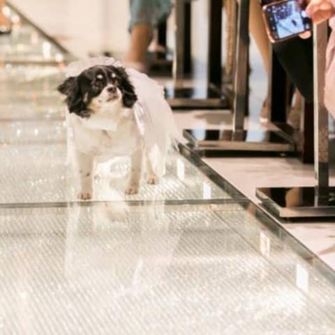 【Withペットプラン】40名《最大60万円優待》