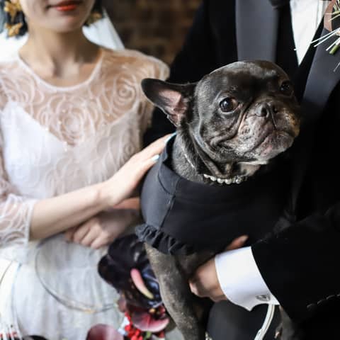 【WITHペット婚】大切な愛犬とずっと一緒に過ごせるプラン