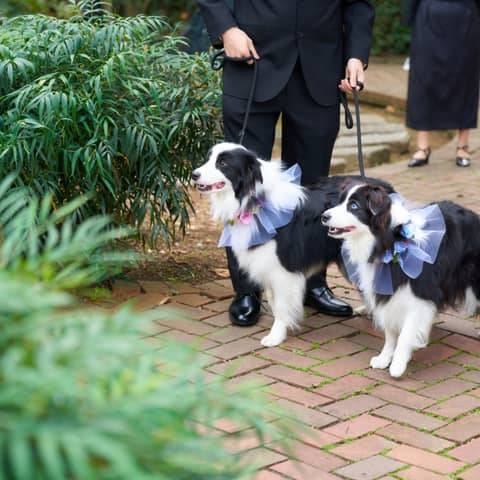 【オールシーズン適用】外国風ガーデンで叶えるペット婚プラン♪
