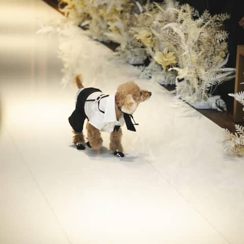 【ペットウエディングプラン】家族全員で結婚式♪