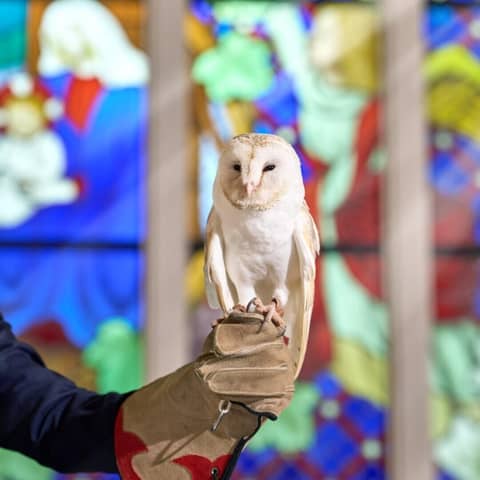 【フクロウ演出】リングピローセレモニープラン