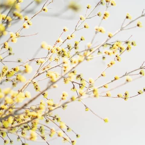 【平日*40名/挙式+披露宴】IWAI WEEKDAY <1年半以内>