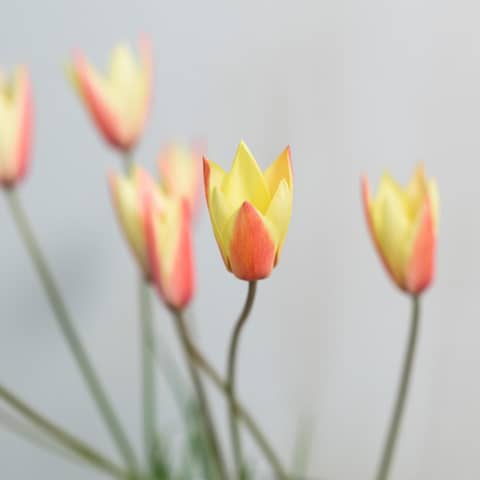 【50名/挙式+披露宴】IWAI STYLE #50 <1年半以内>