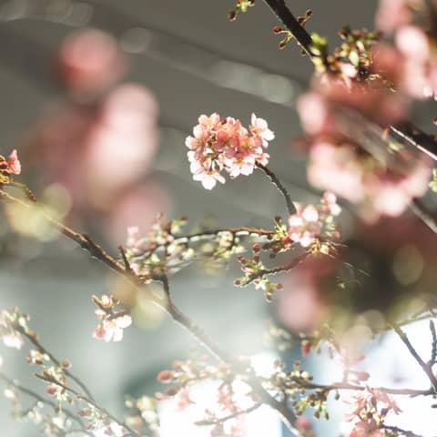 【マタニティ*30名】IWAIMATERNITY #30 <半年以内>