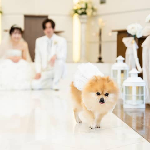 大切な家族と叶える♡ペットウエディングプラン