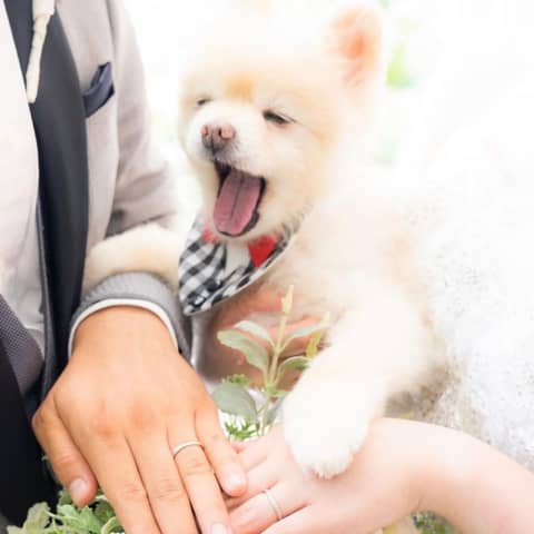 愛犬と一緒に見学も可能!ペット参加型チャペル挙式プラン★