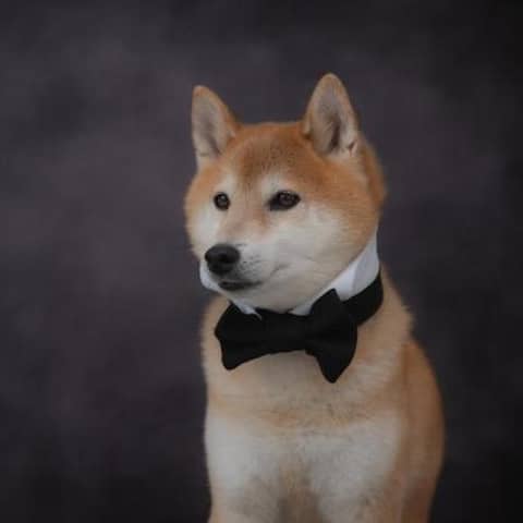 【愛犬と一緒に!!フォトウエディングプラン】