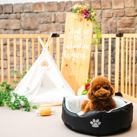 【New☆ペットウェディングプラン】一日中ペットと一緒に過ごせる結婚式