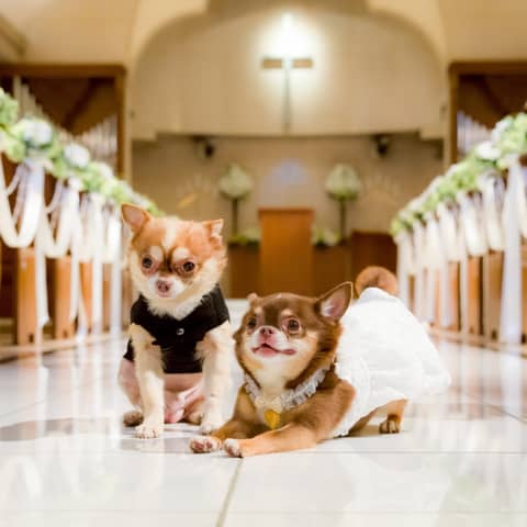 【New☆ペットウェディングプラン】一日中ペットと一緒に過ごせる結婚式
