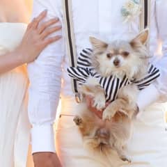 愛犬と一緒に結婚式【最大約83万円優待】ウェディングプラン