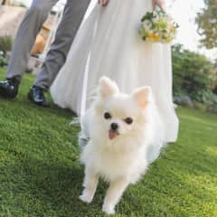 愛犬と一緒に結婚式【最大約83万円優待】ウェディングプラン