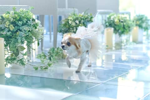 【ペット婚＊挙式プラン◆30万円】わんlove Wedding