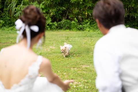 ＼他プラン併用可／大切な家族との結婚式が叶うペット婚PLAN