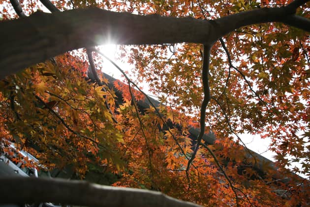 大國魂神社 結婚式