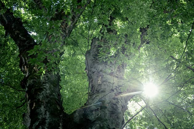 大國魂神社 結婚式