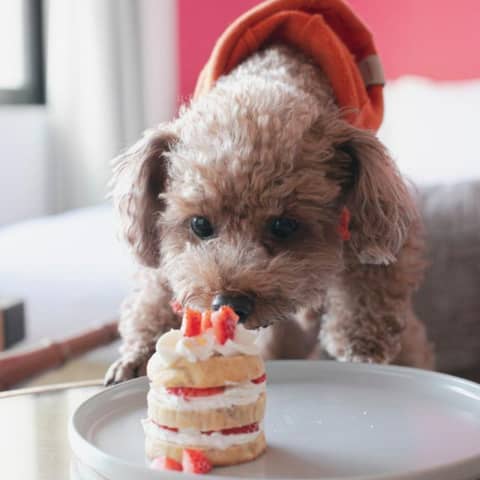 《ペットと宿泊・挙式・披露宴も一緒に★》通年ご優待