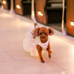 愛犬と一緒に☆ペット婚プラン