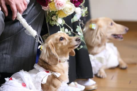 【公式】アンジュ・デ・ラヴィ｜大阪府の結婚式場