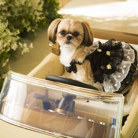 わんちゃん衣装付き♪フォトウエディングプラン