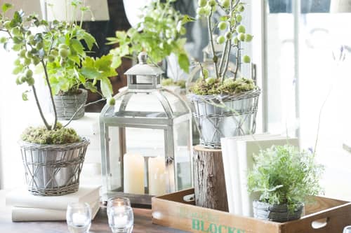 【ペット婚相談フェア】豪華15大特典×演出×貸切ウェディング体感♪