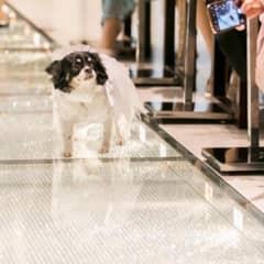 【WithペットWedding】大切な家族も一緒に叶える結婚式♪