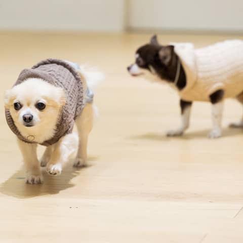 【ペット婚】お二人の大切な家族と一緒に ！最大114万円ご優待
