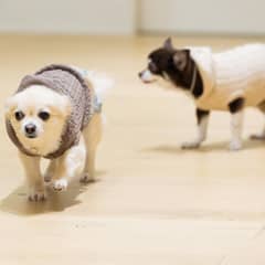 【ペット婚】お二人の大切な家族と一緒に ！最大109万円ご優待