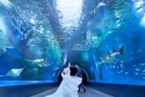 【1件目来館特典】アクアパーク品川水族館ペア券プレゼント