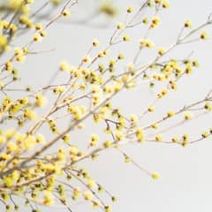 【平日＊40名／挙式＋披露宴】IWAI WEEKDAY ＜1年半以内＞