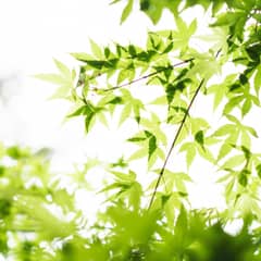 【少人数＊10名／挙式＋会食】IWAI STYLE#10 ＜半年以内＞