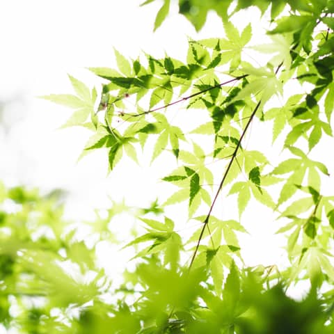 【挙式のみ＊2名】IWAI CEREMONY＜3ヶ月以内の平日＞