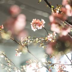 【マタニティ＊30名】IWAIMATERNITY #30 ＜半年以内＞