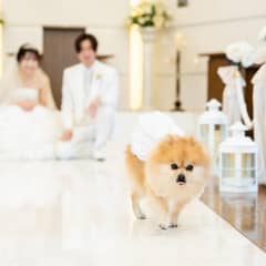 大切な家族と叶える♡ペットウエディングプラン