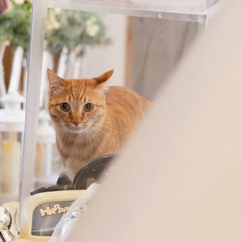 大切な家族と叶える♡ペットウエディングプラン