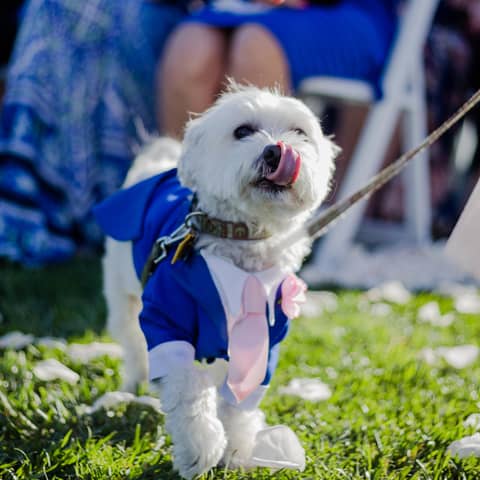 【挙式もパーティーも参加OK！20万円OFF】ペットと一緒ウエディング