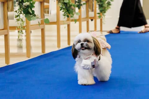 【ペット婚プラン】大切な記念日もペットと一緒に◇安心サポート付き