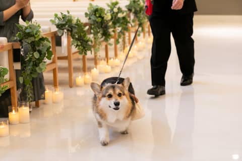 【ペット婚プラン】大切な記念日もペットと一緒に◇安心サポート付き